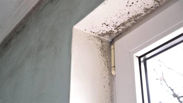 Best Residential Mold Inspection & Testing  in Yazoo City, MS