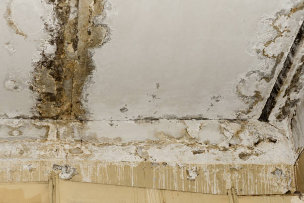 Best Mold Remediation for Rental Properties  in Yazoo City, MS