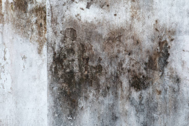 Best Black Mold Removal  in Yazoo City, MS